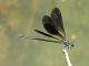 Calopterix haemorrhoidalis maschio. Sciara Franco. 9 Luglio 2006 (13).jpg