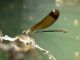 Calopterix haemorrhoidalis femmina. Sciara Franco. 9 Luglio 2006 (1).jpg