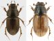 s Aphodius consputus.jpg