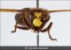 Vespa_orientalis.jpg