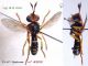 Abrachyglossum capitatum (F) n° 4202 - dos + lateral (JPB & R. van d. Weele) - Lg. 8.5 mm.jpg