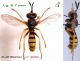 Leopoldius coronatus (M) n° 4083 dos + latéral (JPB) - Lg. 9.7 mm.jpg