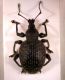 curculionidae FEI.jpg