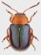 Chrysom_Maccarese_2-IV-2012_4mm_grey.jpg