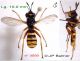 Conops quadrifasciatus (M) n° 3550 dos + latéral (JPB) - Lg. 10.0 mm - Forum.jpg