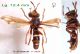 Conops vesicularis (F) n° 3220 - dos + latéral - Lg. 12.4 mm - Forum.jpg