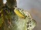 Ancylis_mitterbacheriana_larva_1.jpg