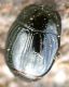 Chalcionellus.jpg