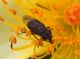 Diptera 16 Novembre 2009 035 Visualizzazione Posta elettronica - Rapida.jpg