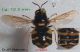 Stratiomys concinna (F) n° 2207 - Forum.jpg