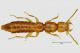 Scotonomus sp. 1 -.JPG