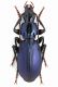 Laemostenus dalmatinus male L. 20 mm. - Bosnja Zelengora, 1700 mt. VII-2012.jpg