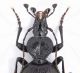 Cychrus semigranosus semigranosus male 17 mm. - Bosnia Zelengora 19-VIII-2011_2.jpg