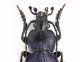Tomocarabus convexus miliusi male l. mm. - Hercegowina- Nevesjnie Sopilia VIII-2012_2.JPG