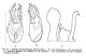 Scotonomus 4.jpg