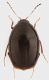 Scaphididae_Manziana_6-IV-2012_2,5mm.jpg