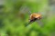 DSC_8706pbase.jpg