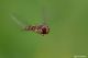 139809600_XjLnmgsa_episyrphusbalteatus27Apbase.jpg