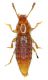 Phloeocharis.jpg