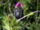DSCN3053.JPG