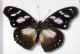 Hypolimnas sp..jpg