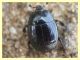 probabile Margarinotus - Anzio - 25.3.2012 (2).JPG