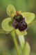 Pianosa10 Ophrys bombyliflora.JPG