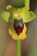Pianosa22 Ophrys lutea ssp sicula Soldano.JPG