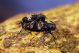 L.punctulatus_in_copula.jpg