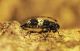 L.punctulatus_oviposition.jpg