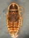 Phyllodromica.jpg