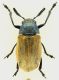 Labidostomis_San_Polo_16-IV-2012_7,2mm_grey.jpg