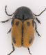 Cryptocephalus rugicollis.jpg