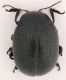 Chrysolina (Ovosoma) vernalis italica.jpg