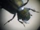 Framura SP 31-03-12 005b.jpg