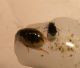 Framura SP 31-03-12 006b.jpg