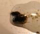 Framura SP 31-03-12 005b.jpg