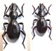 Tenebrionidae1.JPG