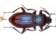 Immagine 267.jpg