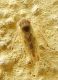SME Nord 23.IV.2012 020a.jpg