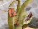 Cacoecimorpha_pronubana_adulto_femmina.jpg