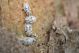 04(Heterottero) Corythucha ciliata 1a.JPG