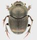Onthophagus_furcatus_F_Maccarese_22-IV-2012_a_grey.jpg