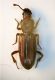 07Bothrideres bipunctatus (Gmelin 1790) 01c.JPG