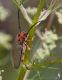 IMG_8603_Musaria_argus.jpg