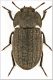 Opatrum-sculpturatum-ilvense.jpg