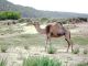 Oued Tensift 01.jpg