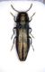 Agrilus 002 copia.jpg