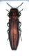 Agrilus 004 copia.jpg