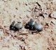 Essaouira_Scaurus gigas.jpg
